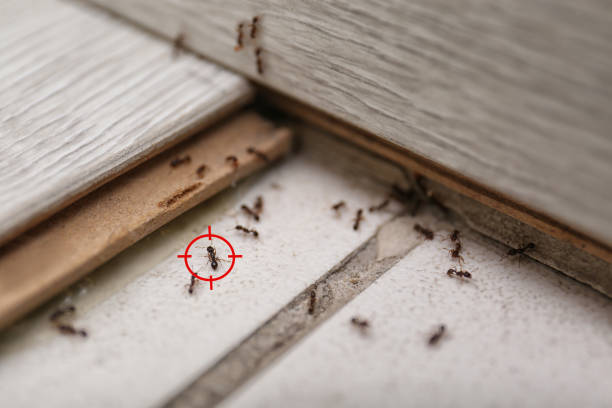 Best Wasp Removal Services  in Calumet Park, IL