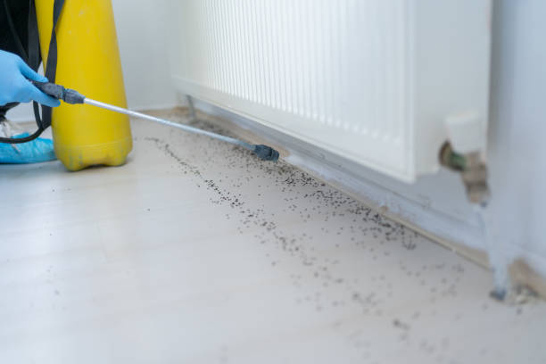 Best Affordable Pest Control Services  in Calumet Park, IL